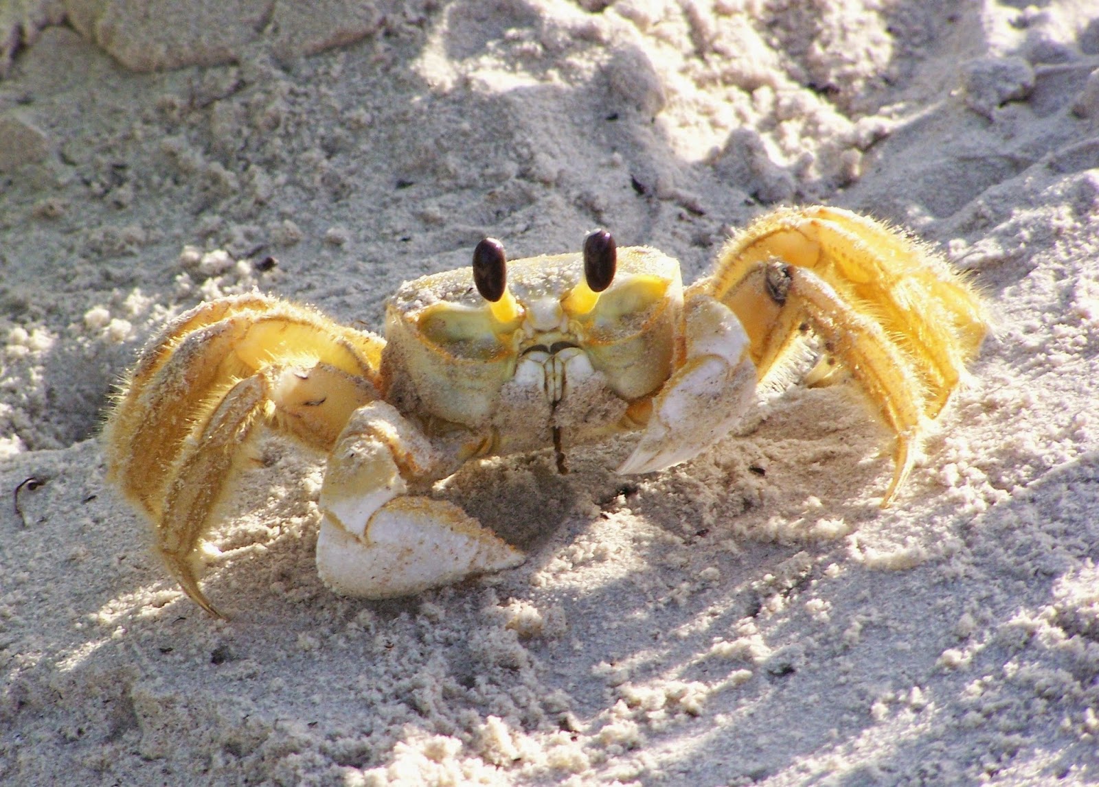 Crabs in Sri Lanka beach(Beruwa pic