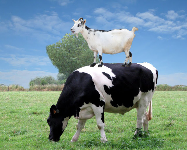 Perbezaan Susu Kambing Dan Susu Lembu