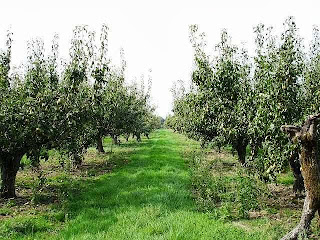 How to Starting a Pear Farming Business