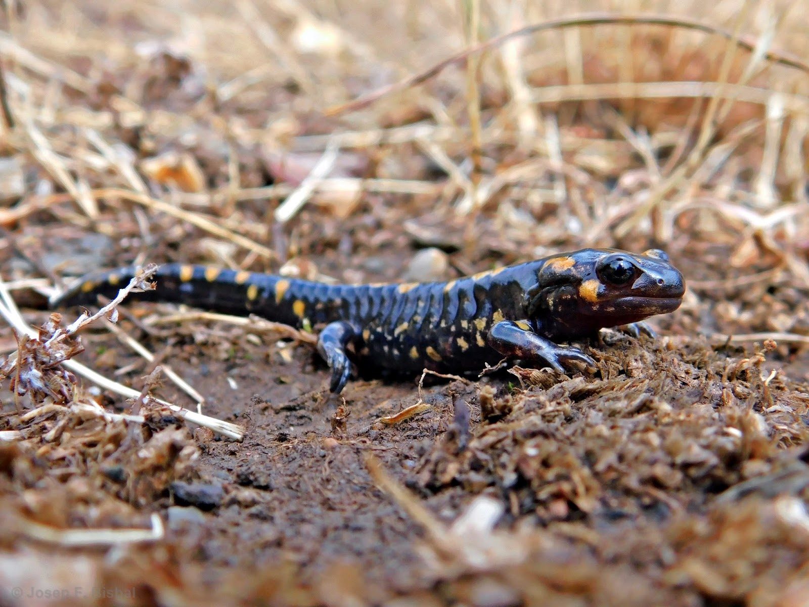 (Paleo)Herpetología Salamandra salamandra Salamandra común
