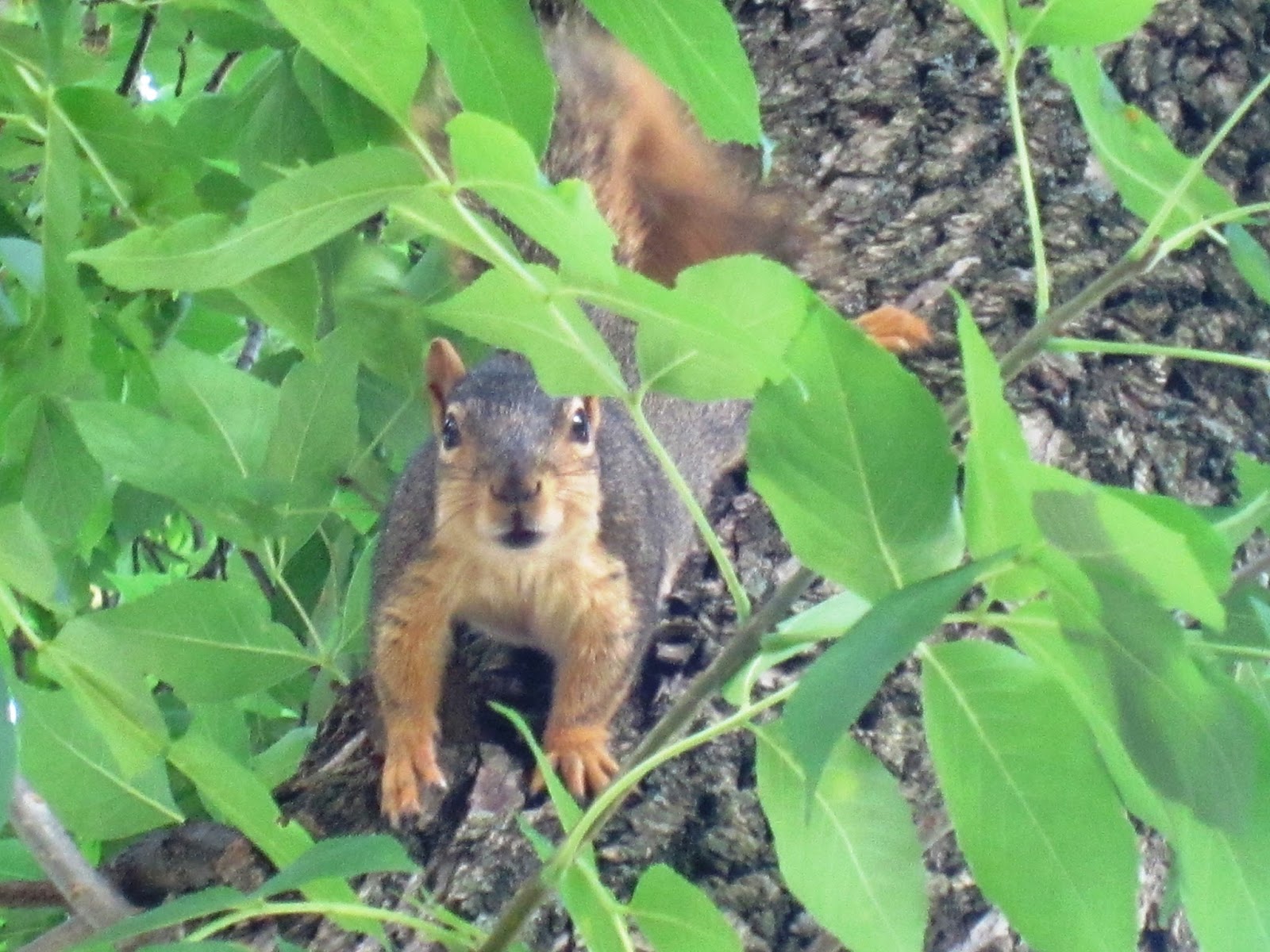 Sawyers Landing Squirrels and a rabbit