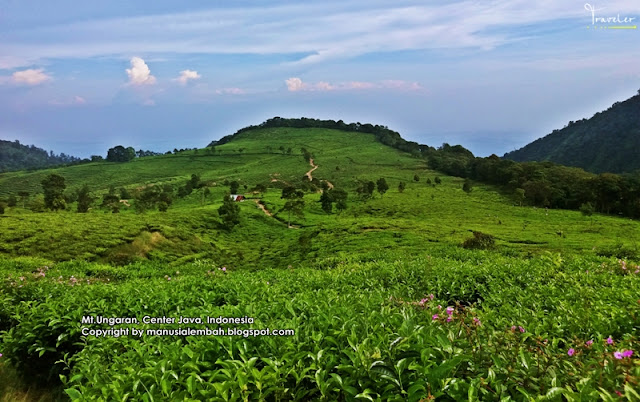 Pendakian Gunung Ungaran via Jimbaran (Pos Mawar)