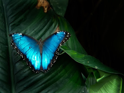 butterfly photography tutorial butterfly photography tutorial