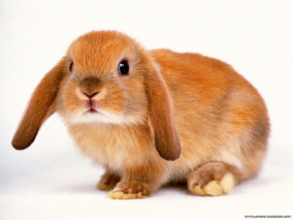 Tan rabbit: - cuteanimalsworld