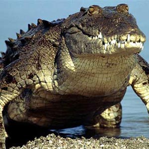 cocodrilos filo taxonomia clase chordata