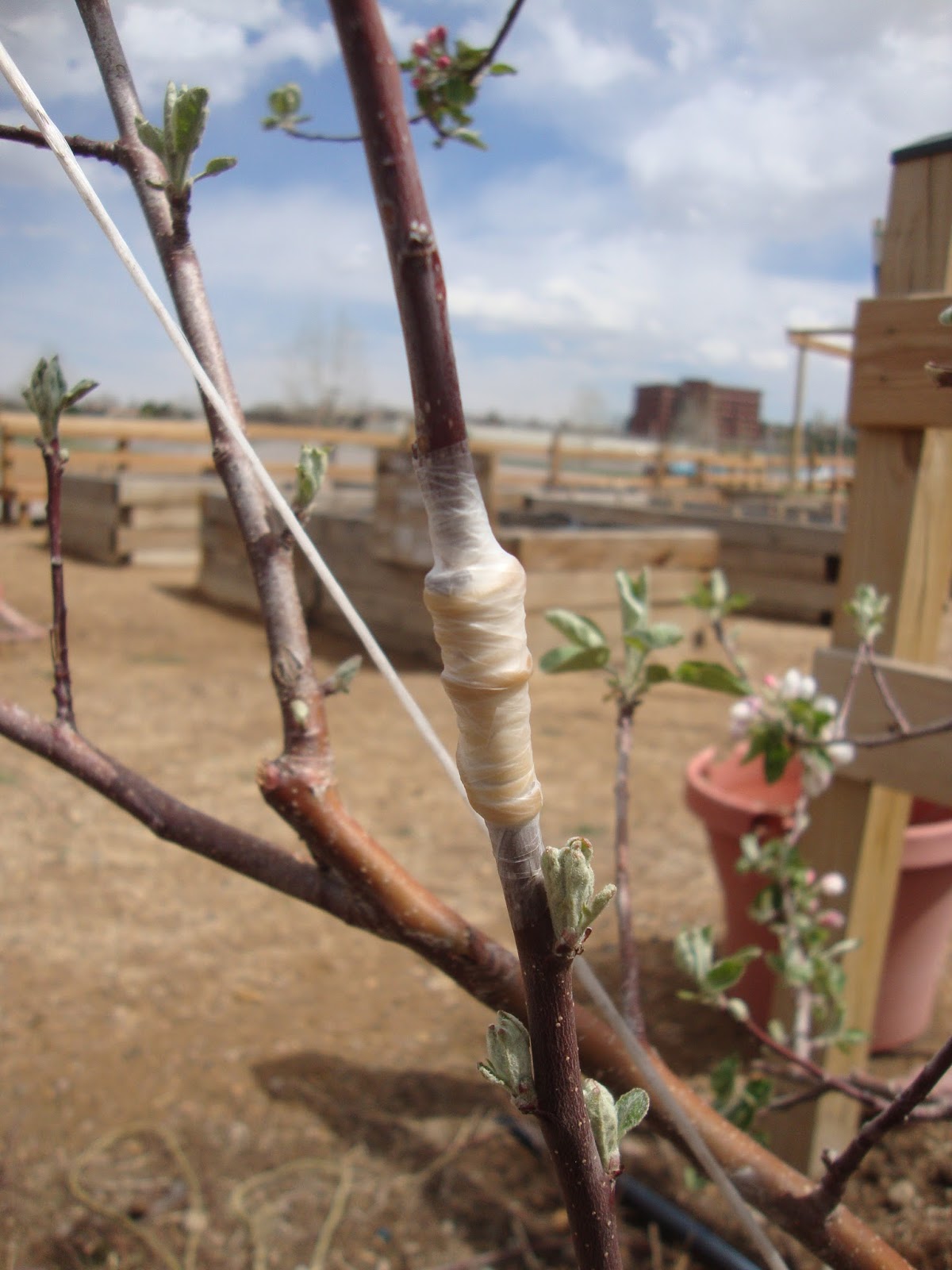 COHorts After Care of Your Grafted Apple Tree