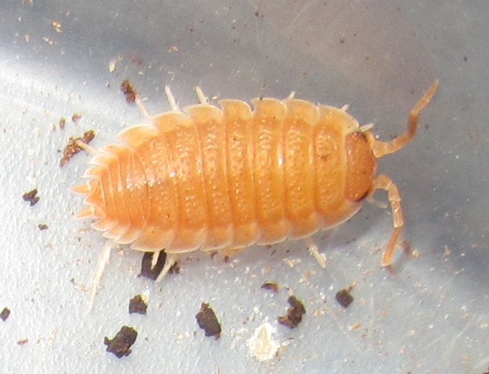 Hisserdude's Isopods OrangePorcellio%25233