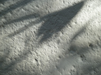 Dappled shadow shapes cast by the plum tree in the early sunlight