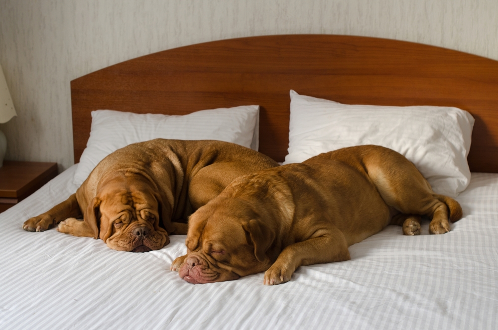 The PetCot Company 4 Reasons to NOT Let Your Dog Sleep in Your Bed