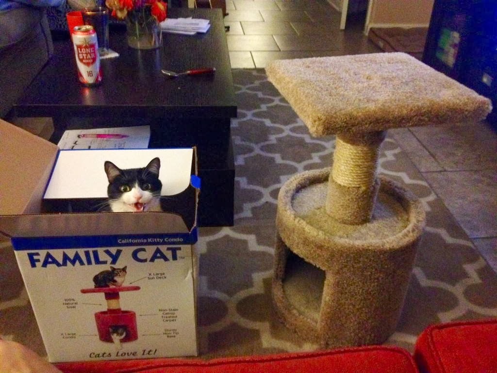 Funny cats - part 92 (40 pics + 10 gifs), cat prefers box than cat tree
