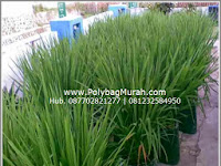 Menanam Padi Dalam Polybag