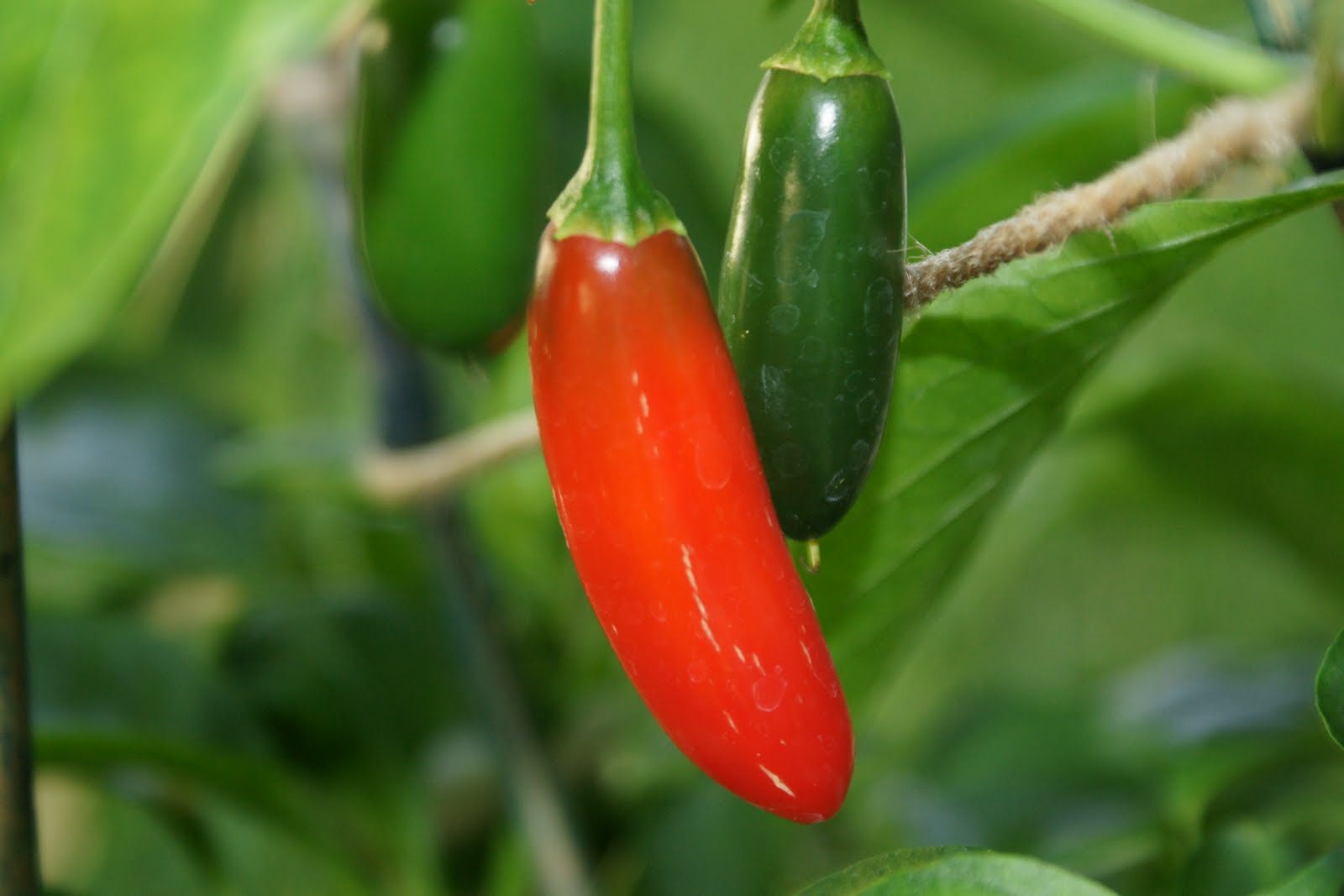 Backyard Urban Gardening Grow Your Own Food Serrano Peppers for Salsas and Barbecue Sauce