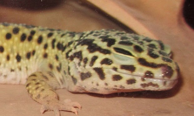 My Gecko