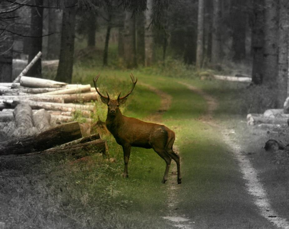 i migliori anni della C I cervi del Cansiglio