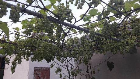 Chuyen la Viet Nam: Gian nho Phap triu qua tren san thuong - Anh 5