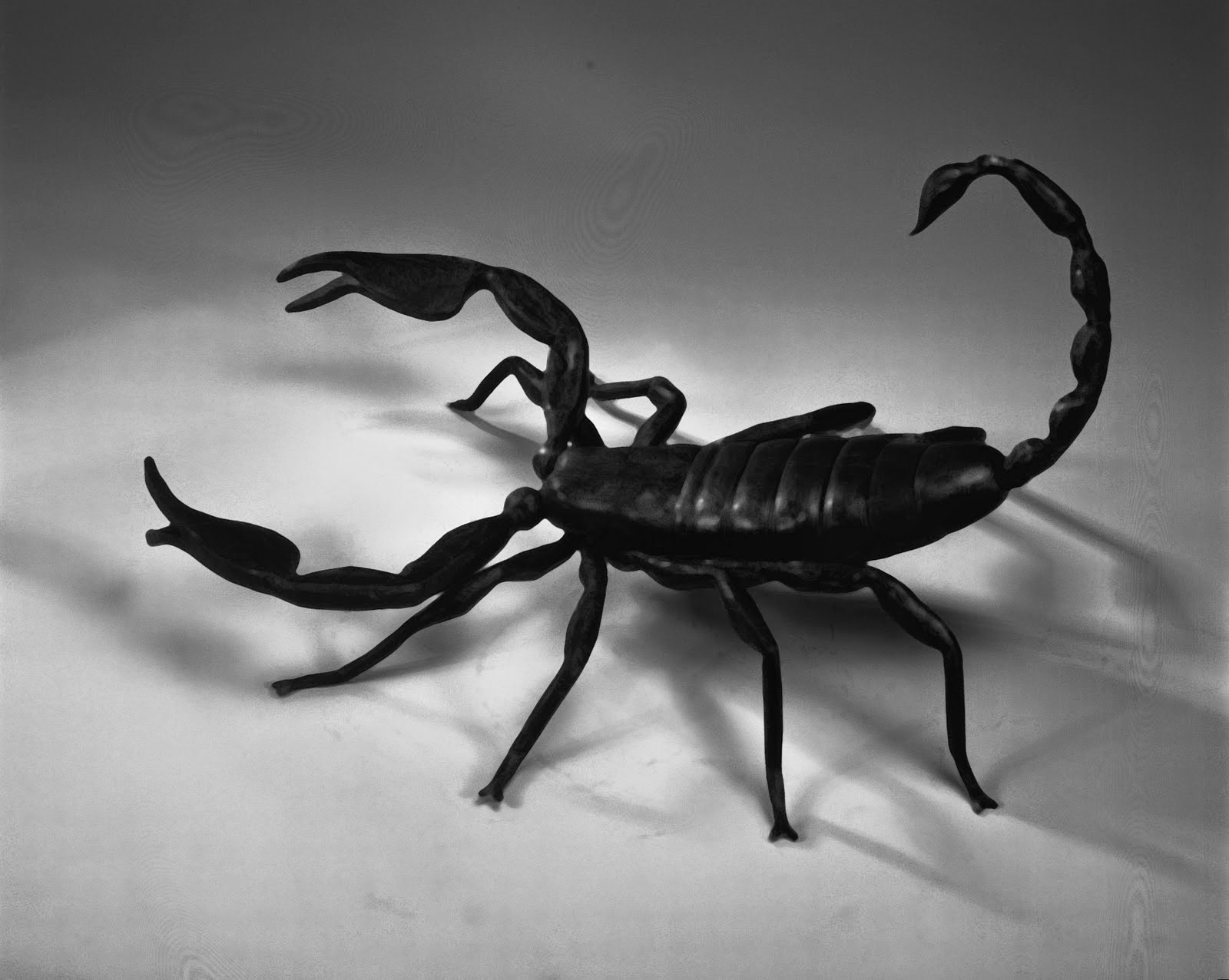 black scorpion hd wallpapers hd wallpapers blog christmas videos downloads