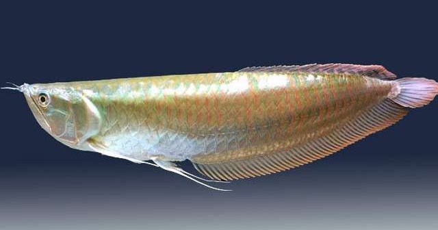 Ciri ciri Ikan Arwana Silver  yang Bagus Tips Ikan 