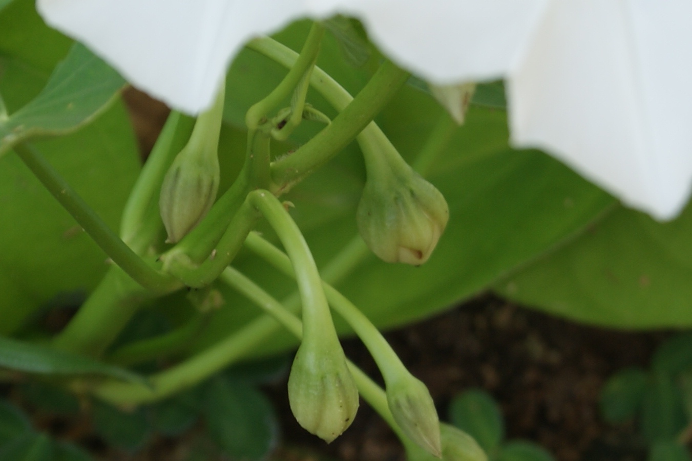 My little vegetable garden Kangkong white flowers and eventual seeds