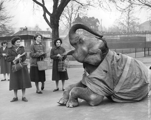 Old+&+Funny+Photos+of+Elephants+(6).jpeg