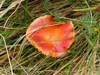 Hygrocybe miniata DSC129024