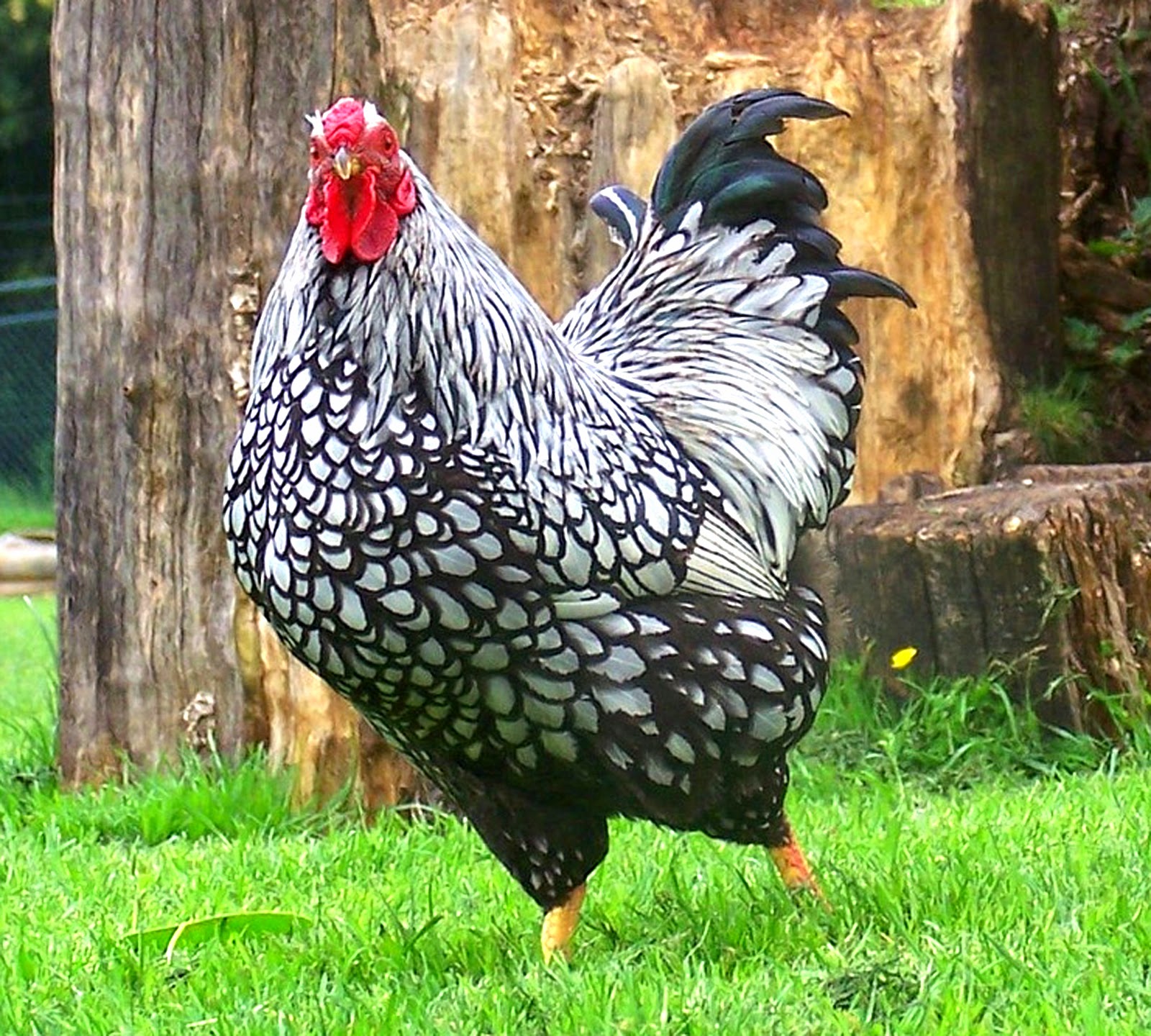 Wyandotte Chicken ePoultryFarm