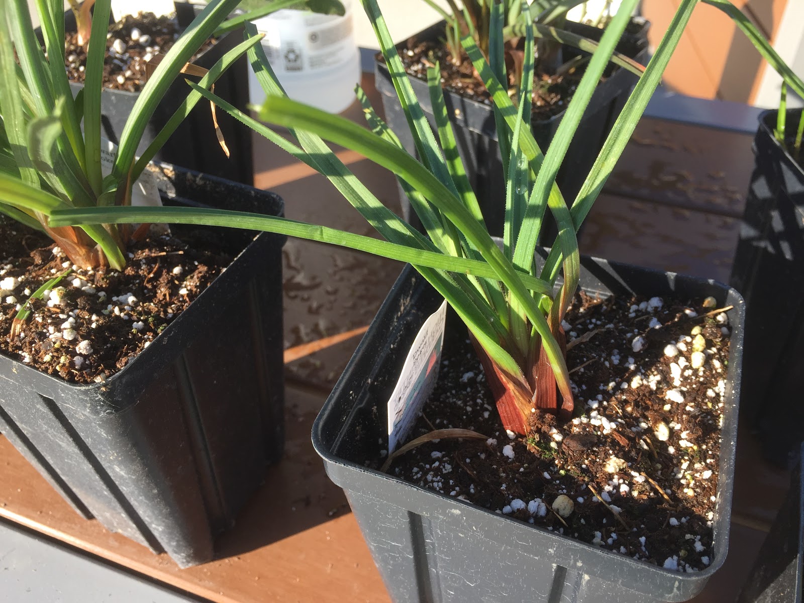 Mass Planting Of Canna Lilies Front Yard Landscaping Design