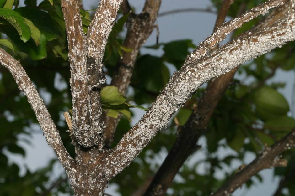 scales on tree