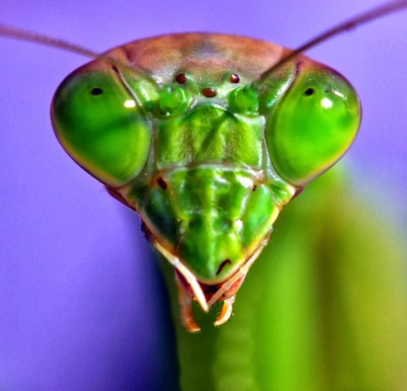 Mantis He Praying Mantis