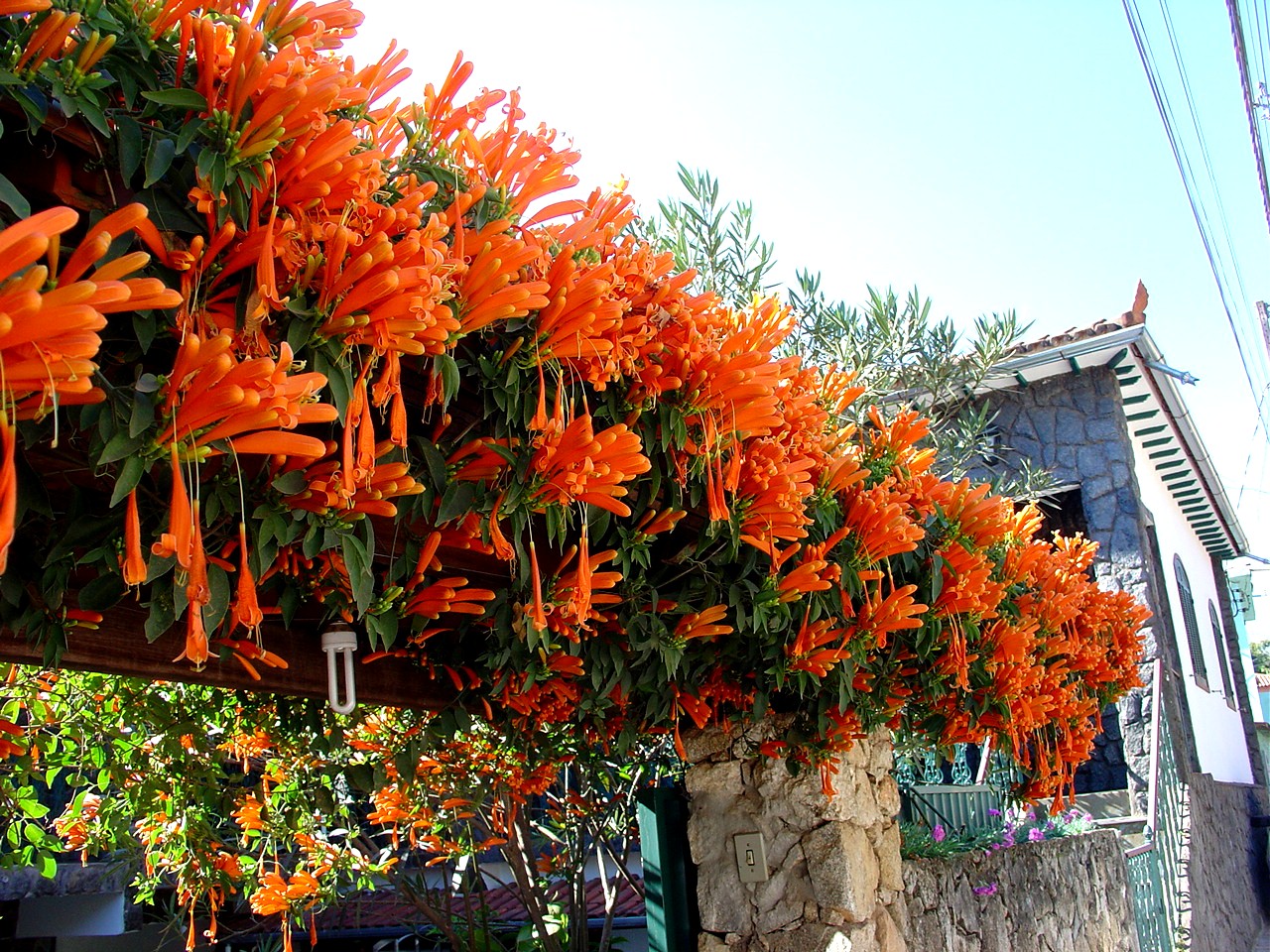 Uma flor por dia: Flor-de-são-joão