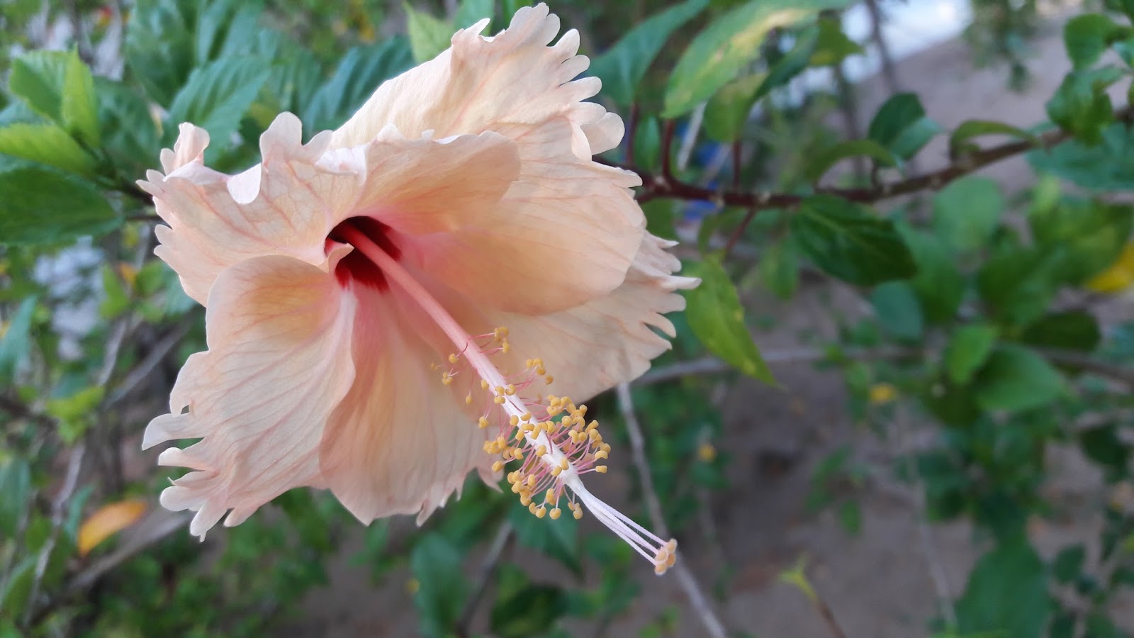 Hibiscus flower
