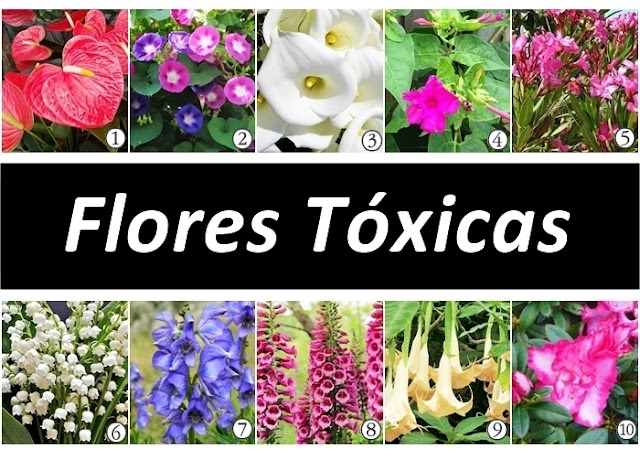 Flores tóxicas Cuidado com as flores tóxicas e venenosas