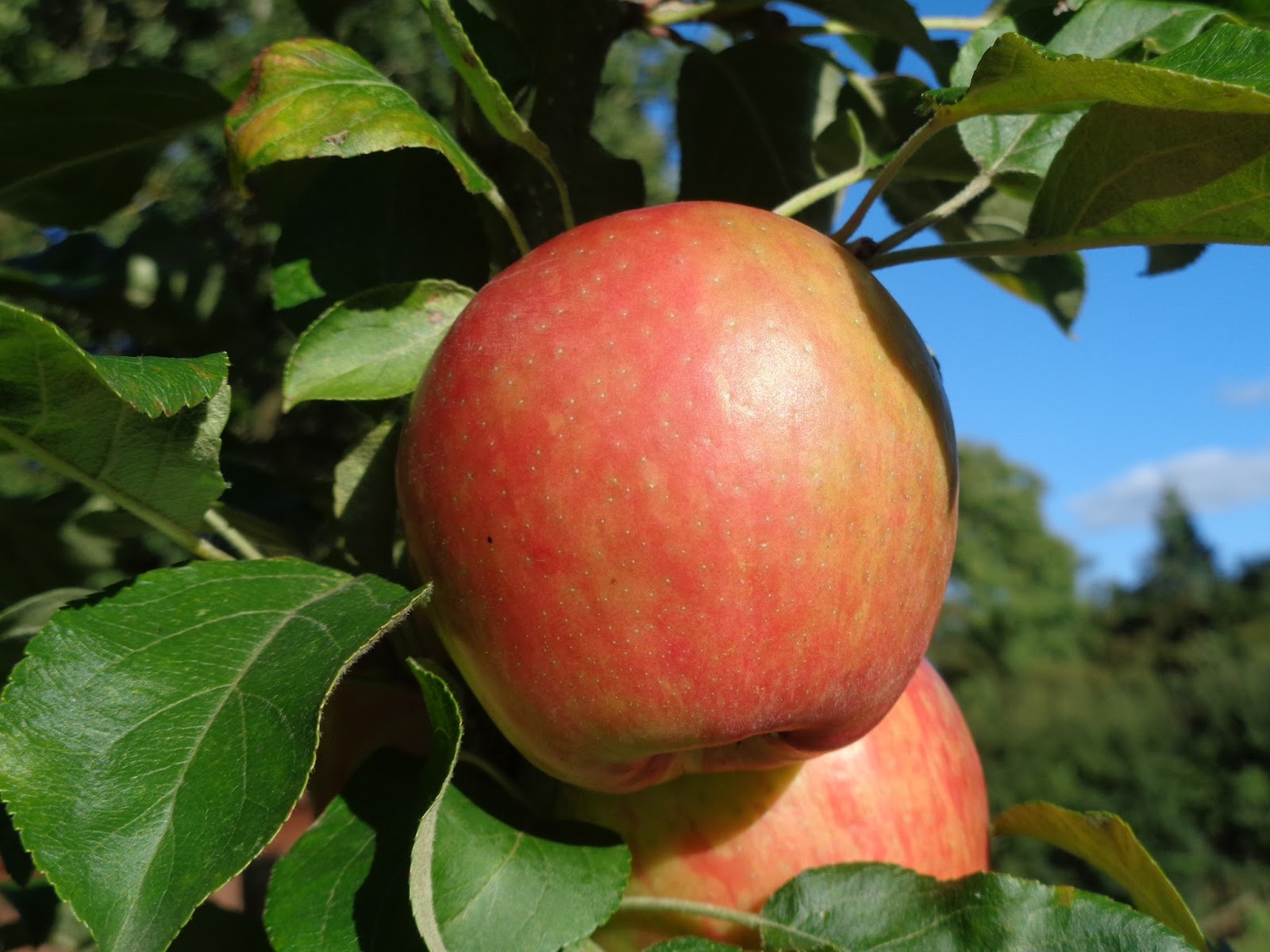 Сорт яблок хани крисп. Сорт яблони хани крисп. Сорт яблони хани крисп. Яблоня хоней крисп. Сорт хани крисп.