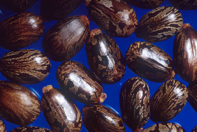 kacang kastor (castor bean) - Sekitar Dunia Unik
