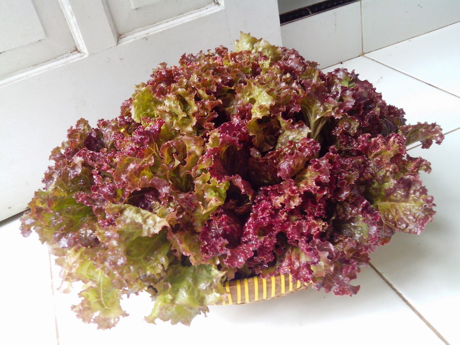 Endah Murniyati's Journey RED RAPID LETTUCE