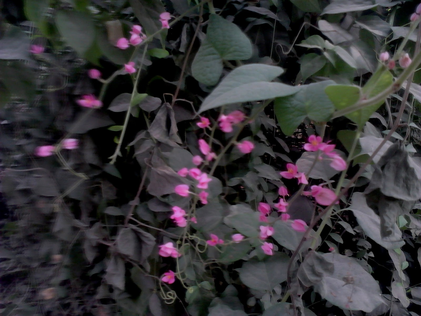 Garden Care Simplified Honolulu Creeper Chain of Love Vine