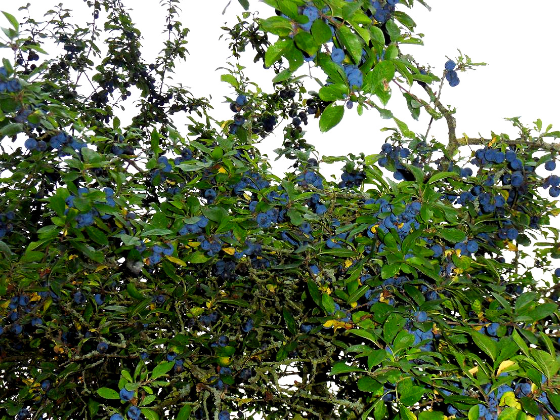 Damson Plum Tree Images UK Magic Nature