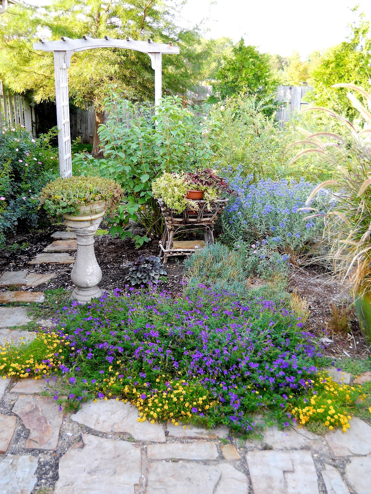 A Kansas Prairie Garden Blue Mist Spirea in bloom
