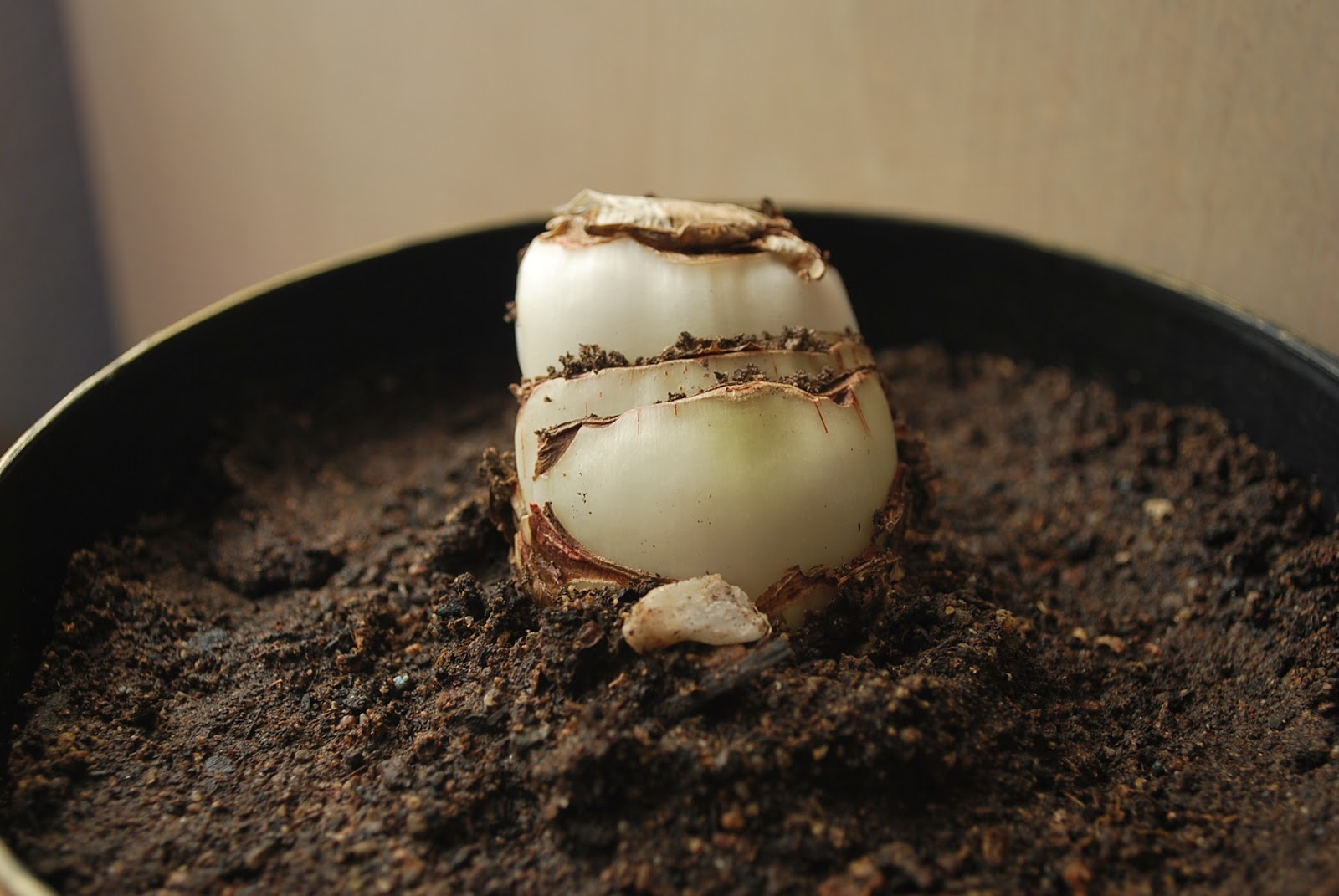 Backyard Garden Adventures Planting Amaryllis from bulb