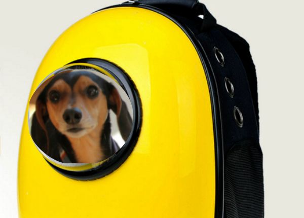backpack to put your dog in