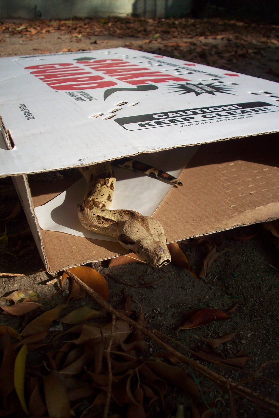 All City Animal Trapping Live Animal Trapping & Removal in Woodland