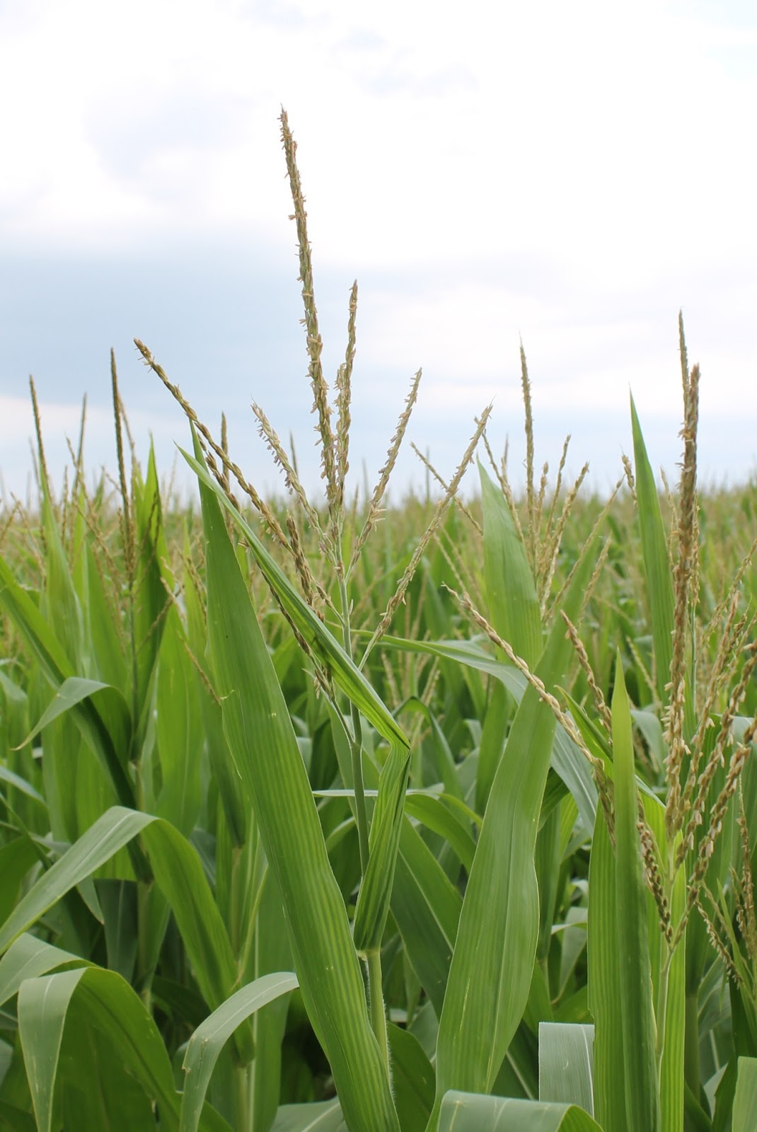Corn, Beans, Pigs and Kids What is a Corn Tassel?