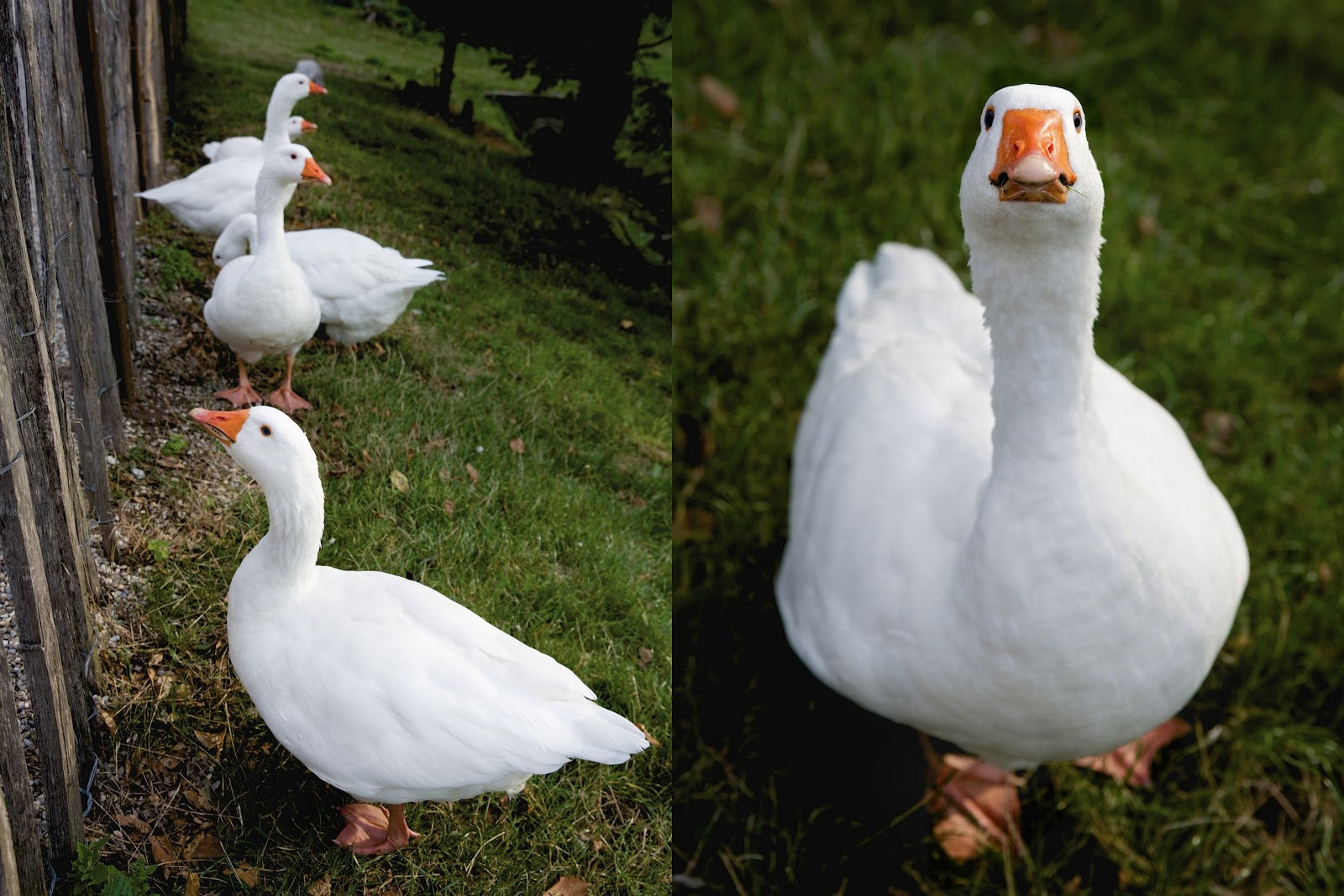 Gestürzter Pfirsichkuchen mit Lavendelduft | ziiikocht