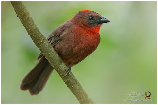 Red-throated Ant-Tanager (Habia fuscicauda)