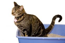 kucing diare, kucing mencret, diarrhea cat, mengatasi kucing diare
