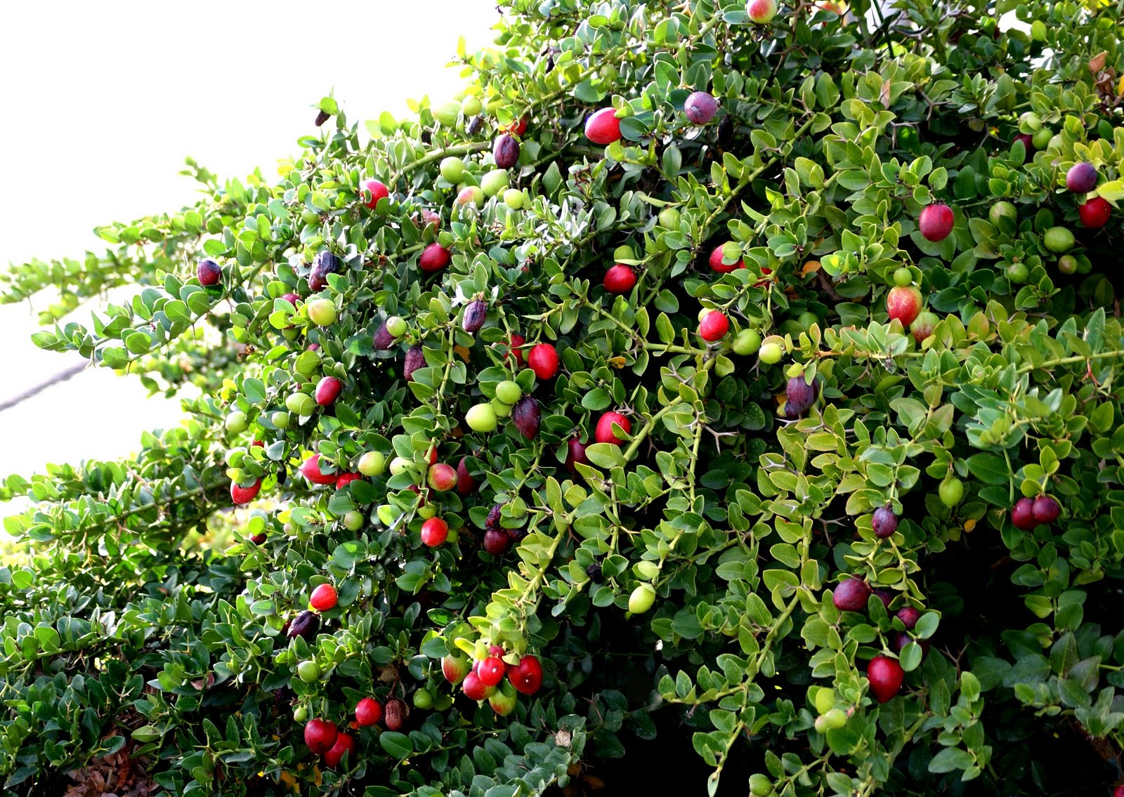 A photo, A thought............ Plant Natal plum harvesting.............