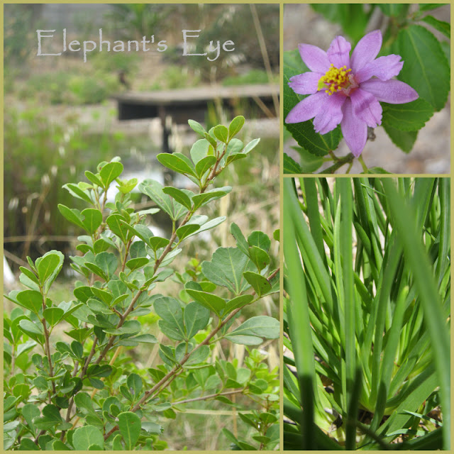 Three plants for False Bay in 2013 Dozen for Diana