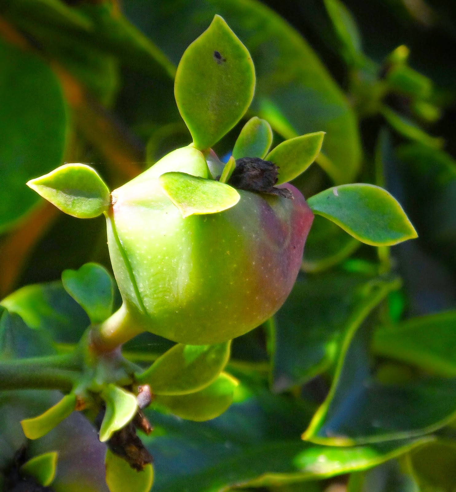 Ora-pro-nóbis arbórea (Pereskia grandifolia Haw.) | A planta da vez