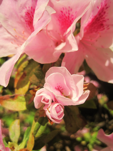 Wordless Wednesday-Signs of Spring-Natasha in Oz-Azalea Flower image