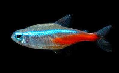Peluang Usaha Ternak Ikan Hias Neon Tetra - Kumpulan Soal | Materi Sekolah