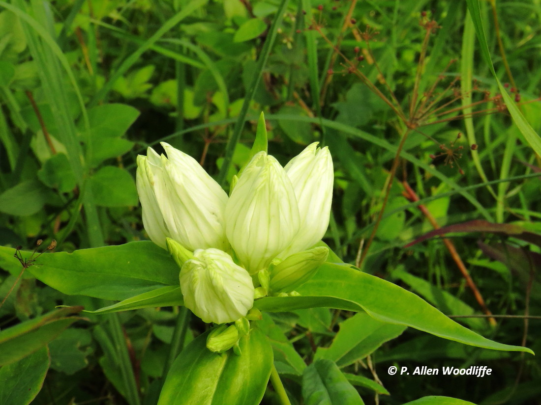Nature Nuggets One of the rarest plants in Canada